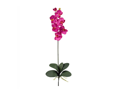 Phalaenopsis Pink (12)