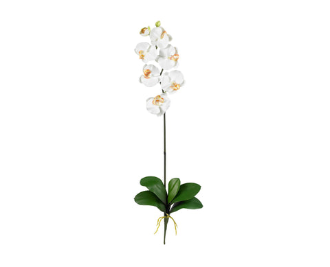 Phalaenopsis Cream (12)
