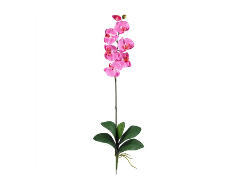 Phalaenopsis Dark Pink (12)