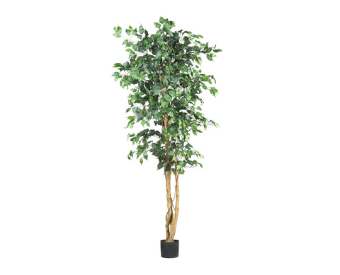 Ficus 6ft