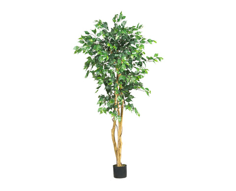 Ficus 5ft