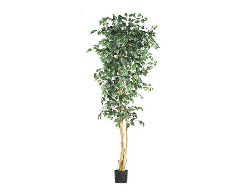 Ficus 7ft