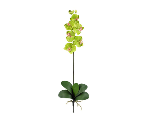 Phalaenopsis Green (12)