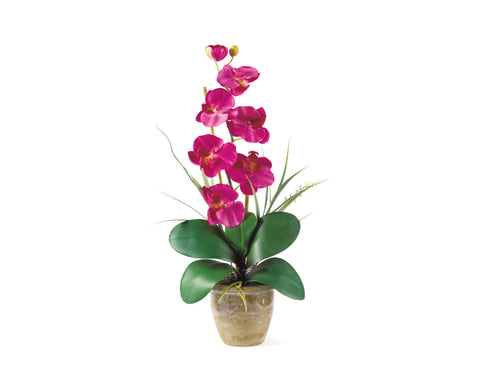Phalaenopsis Pink Orchid