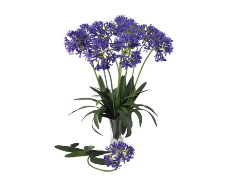 Copy of African Lily Purple