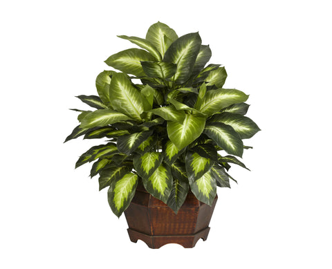 Dieffenbachia