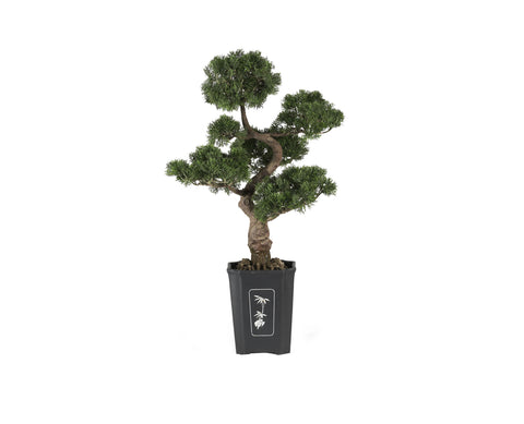 Bonsai 36"