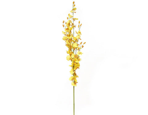 Dancing Lady Orchid